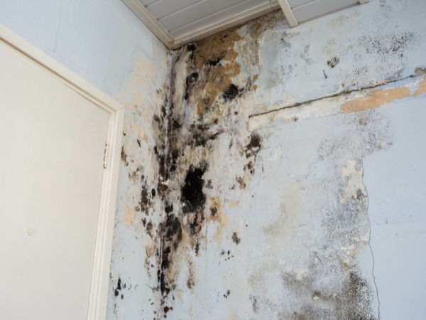 structural water damage - mold - certification